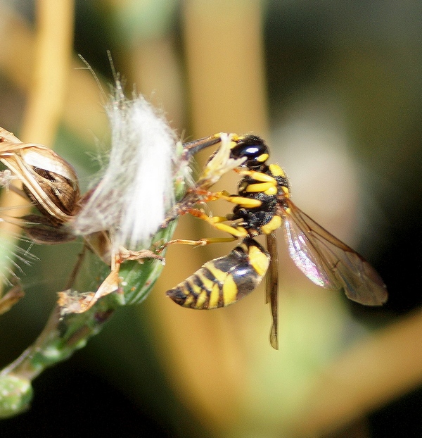 Ancistrocerus auctus, Vespidae Eumeninae